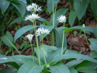 Mehrere Bärlauchblüten im grünen Blätterkranz